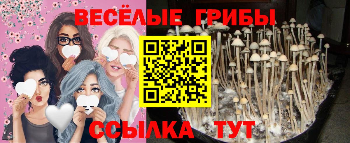 где продают наркотики  Вход с VPN  Нерюнгри  Псилоцибиновые грибы Cubensis 